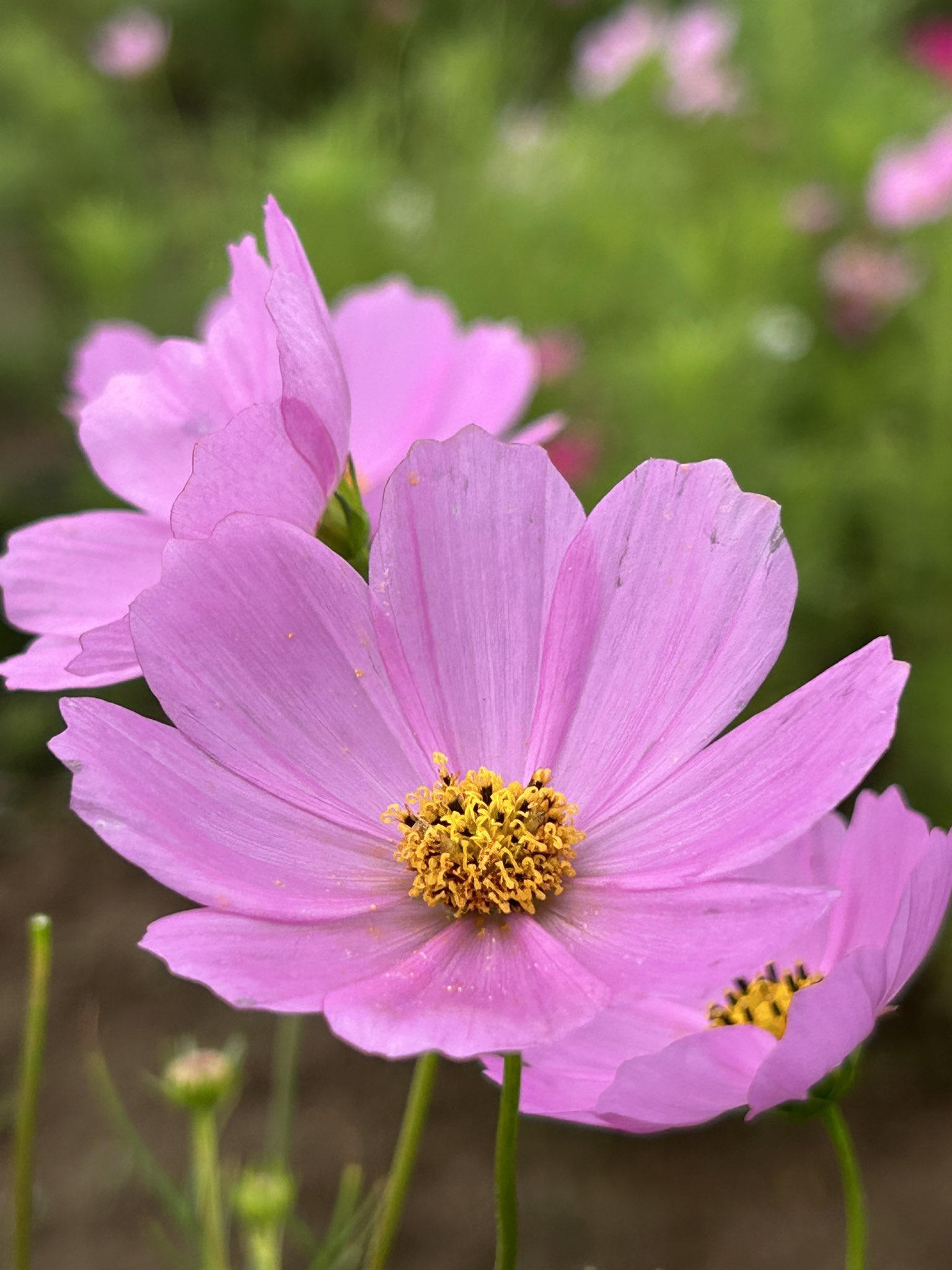 ③桜【pink*flower*happiness】春の訪れ シーグラスアート 新作④桜【pink*flower*happiness】春の訪れ シーグラスアート