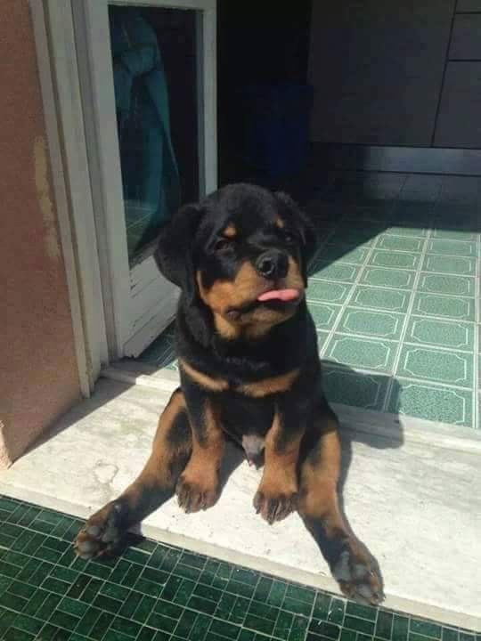 💖 (@twaniimals) on Twitter photo 