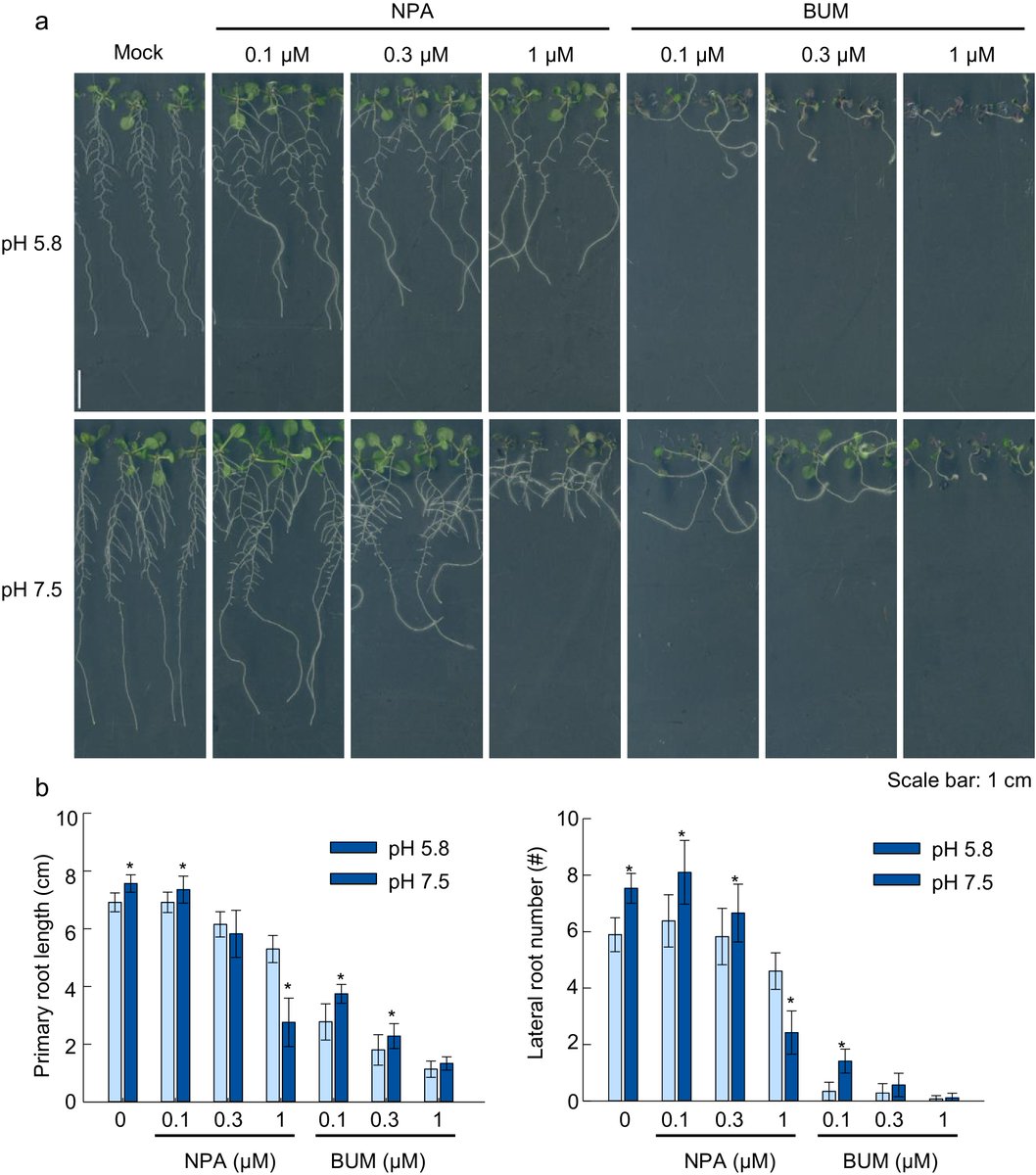 #SSE #SoilScience #AgTech #RootGrowth
Slightly alkaline pH (7.0–8.0) enhances root system development by modulating auxin transport &amp; ABC transporters. Insights may guide crop breeding &amp; soil management.
<a href="/MaximumAcademic/">Maximum Academic</a>
Details: maxapress.com/article/doi/10…