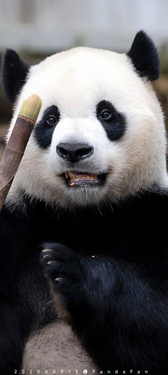 Panda365 (@XiangXiangCafe) / Posts / X