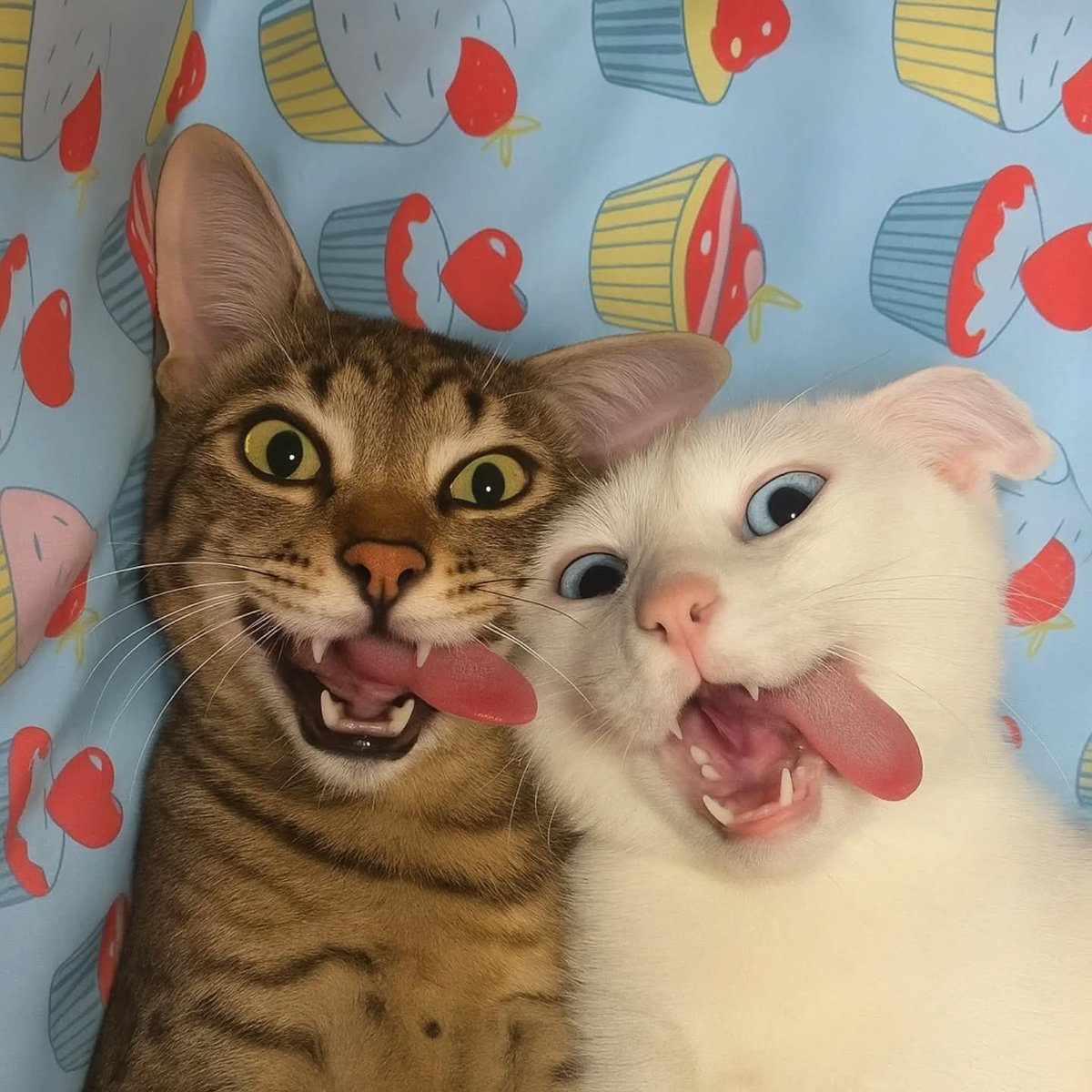 ThePetsX's tweet photo. https://t.co/TEqQWCH3Oi