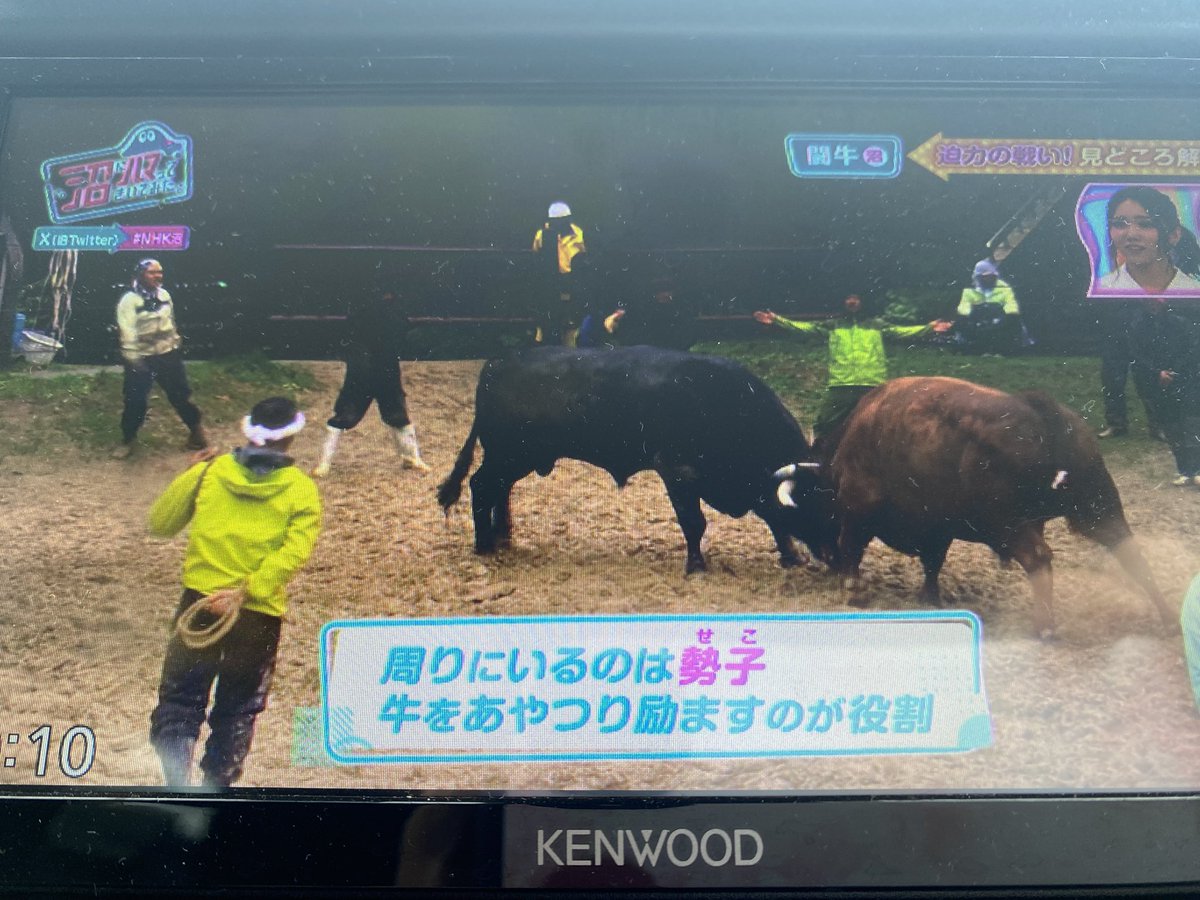 山古志牛の角つきがまたテレビでやってるー
#NHK #沼にハマってきいてみた、