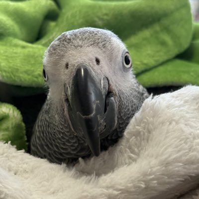 #新しいプロフィール画像