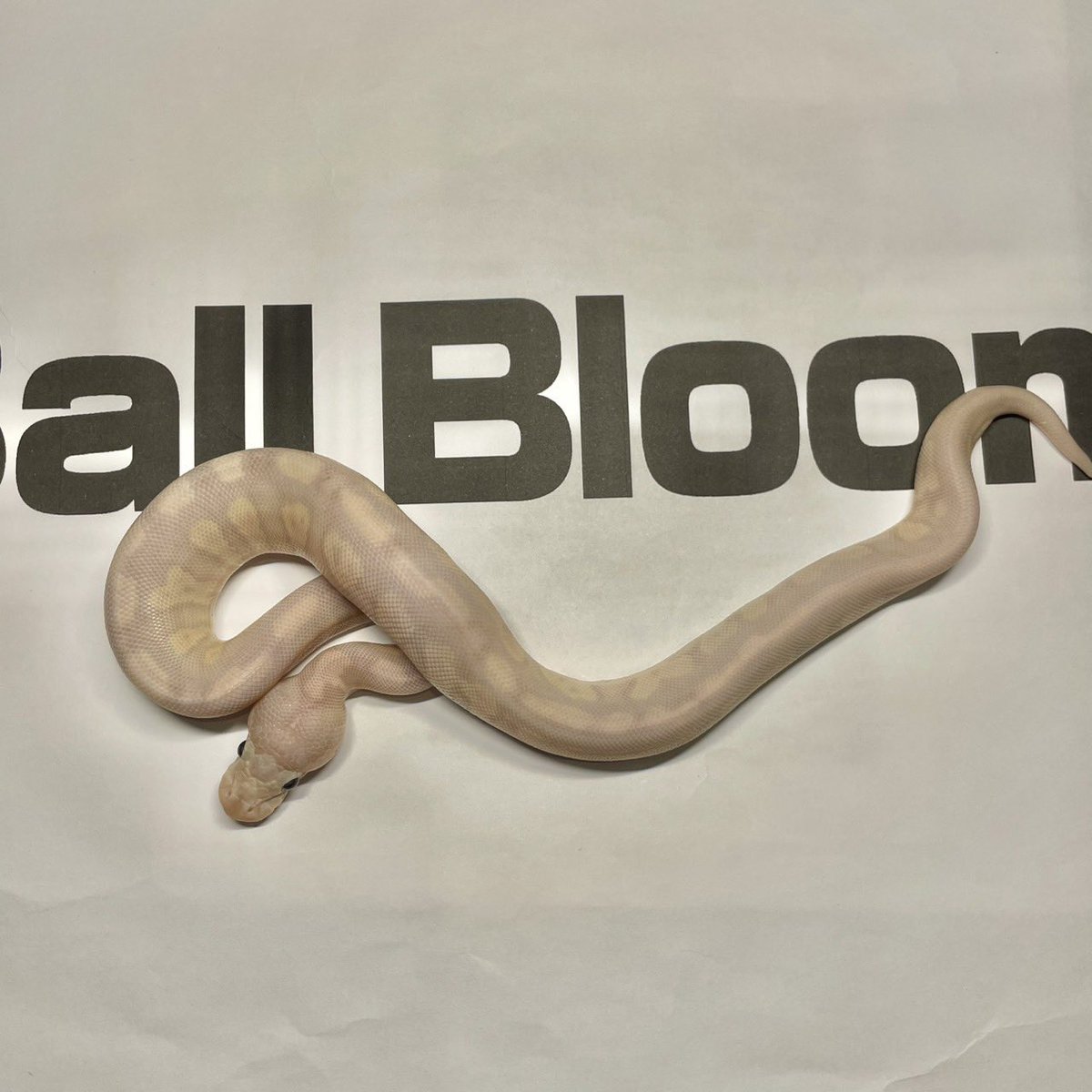 Ball Bloom tweet media