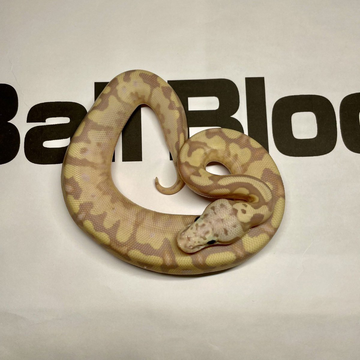 Ball Bloom tweet media