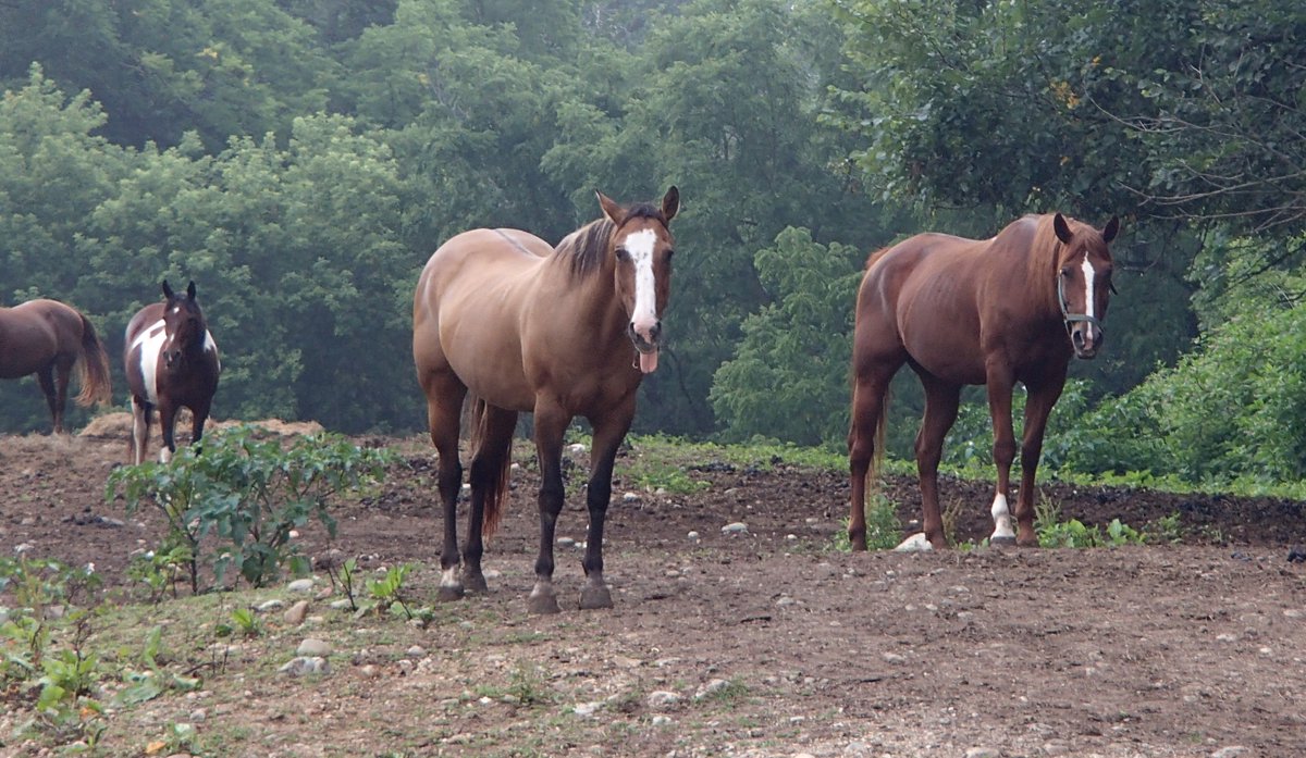 MarkRHunter's tweet image. Avoiding the Kick Zone:

markrhunter.blogspot.com/2025/09/avoidi…

Spend time around horses (or mules) and you'll learn valuable lessons--if you survive.

#humor #humorwriting #horses #mules