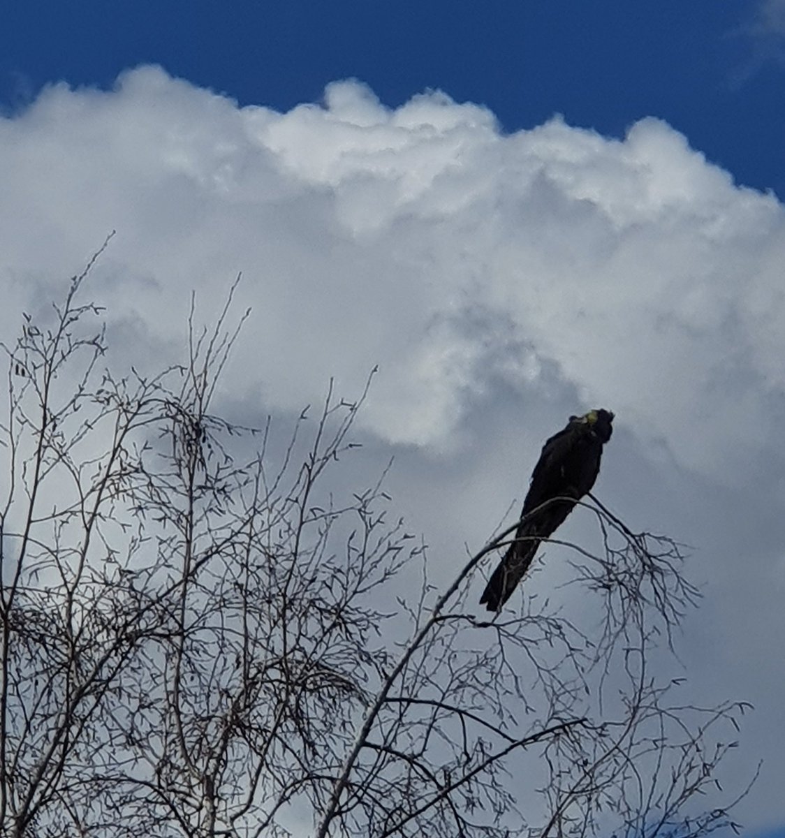 PhillipaTrelfo1's tweet photo. Yellowtail black cockatoos majestic against the clouds.
#birdlife #australianbirds #photography #cockatoos #yellowtails #walking #writinglife https://t.co/uz9kQ8EPOr