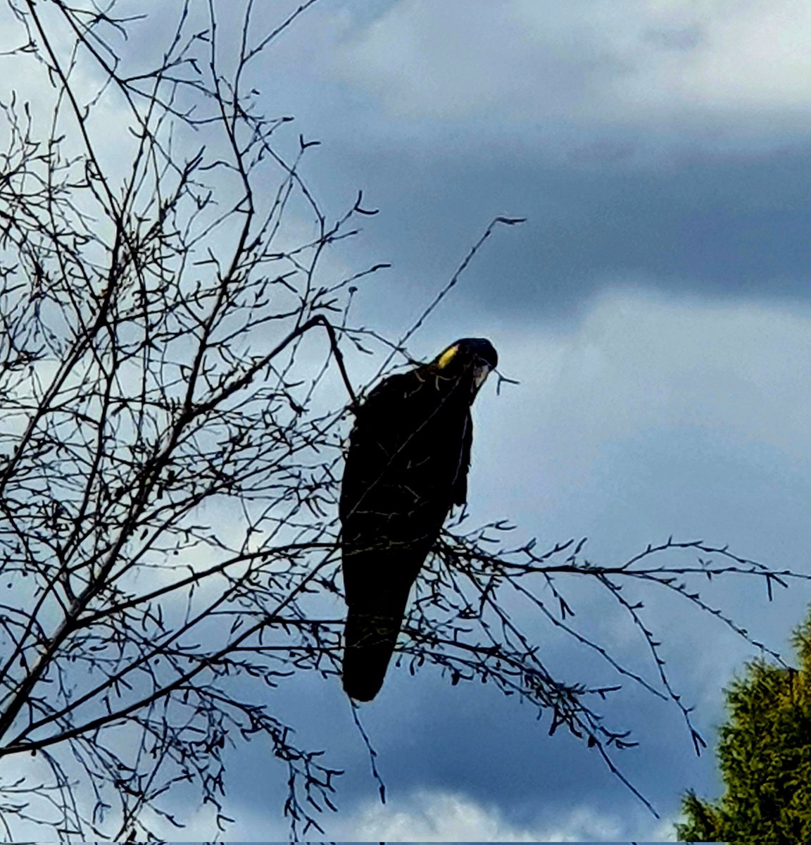 PhillipaTrelfo1's tweet photo. Yellowtail black cockatoos majestic against the clouds.
#birdlife #australianbirds #photography #cockatoos #yellowtails #walking #writinglife https://t.co/uz9kQ8EPOr