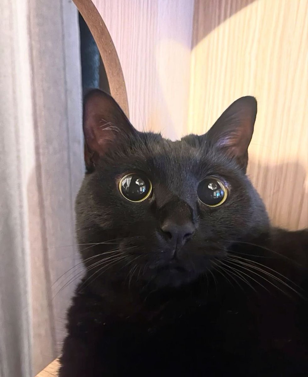 Black cats are not bad luck (@visualscat) on Twitter photo 