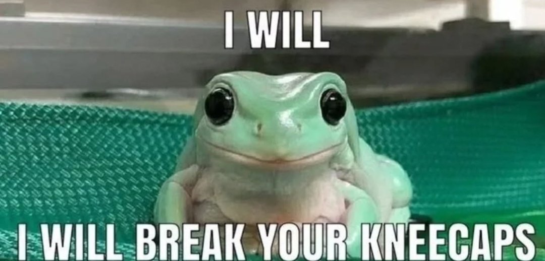 No Context Frogs (@nocontextfrogs) on Twitter photo 