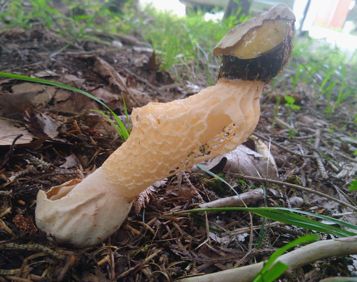 tmk_exforest's tweet image. おはようございます。
秋ですね。
研究林はキノコの季節になりました。
資料館、記念館の周りでは
エゾリスも走り回ってます。
森林資料館·記念館
15時30分まで公開しております。
お待ちしております!
#苫小牧研究林