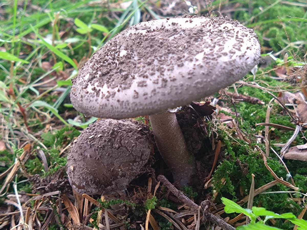 tmk_exforest's tweet image. おはようございます。
秋ですね。
研究林はキノコの季節になりました。
資料館、記念館の周りでは
エゾリスも走り回ってます。
森林資料館·記念館
15時30分まで公開しております。
お待ちしております!
#苫小牧研究林