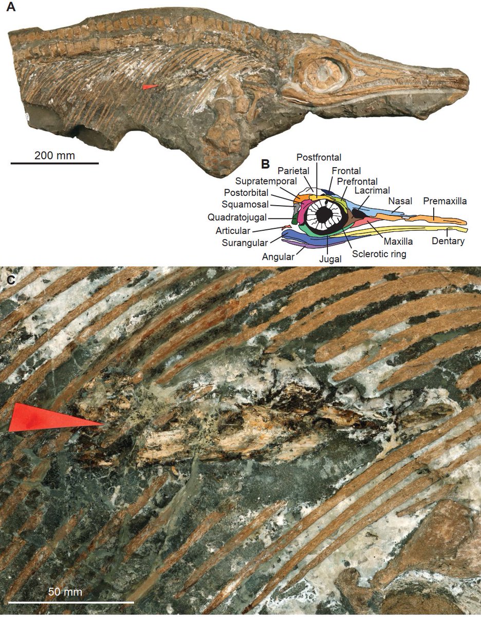 ＝＝＝＝＝＝＝＝＝＝＝＝＝＝＝＝＝＝＝
🦑魚竜はイカ・タコも食べていた！？🦴
化石に残りにくい獲物の証拠を世界で初めて発見！
#論文解説 #古生物学
＝＝＝＝＝＝＝＝＝＝＝＝＝＝＝＝＝＝＝
約1億8000万年前、ジュラ紀の海に生きていた魚竜。