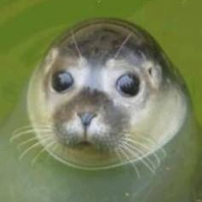 d33genius's tweet photo. this is crazy:

this was the first ever animal meme on 4chan even before doge

https://t.co/pTQRlYW44b

walruse https://t.co/cYXsTVInRc