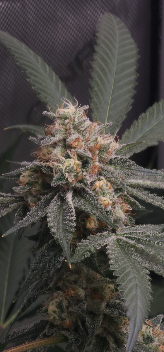 JylleneGenetics's tweet image. 🌬️☁️ Cloud Ripper – Day 49 of Flowering 🔥
The stacks are swelling, colors are popping, and the gas + berry funk is hitting. Frost levels only go up from here ❄️

#CloudRipper #CannabisCommunity #Flowering #JylleneGenetics