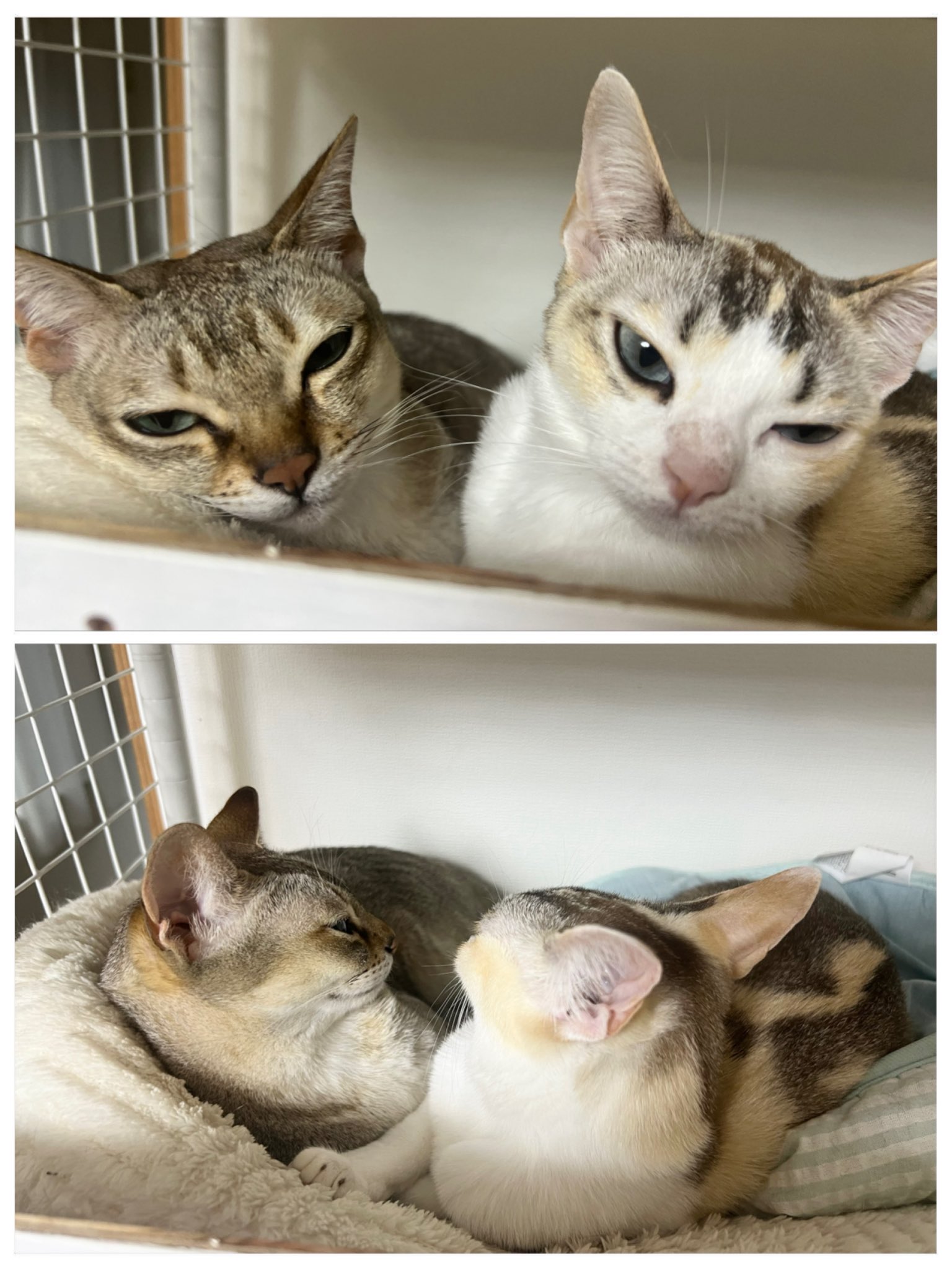 はむねこさま確認ページ♡ はむねこさま確認ページ♡