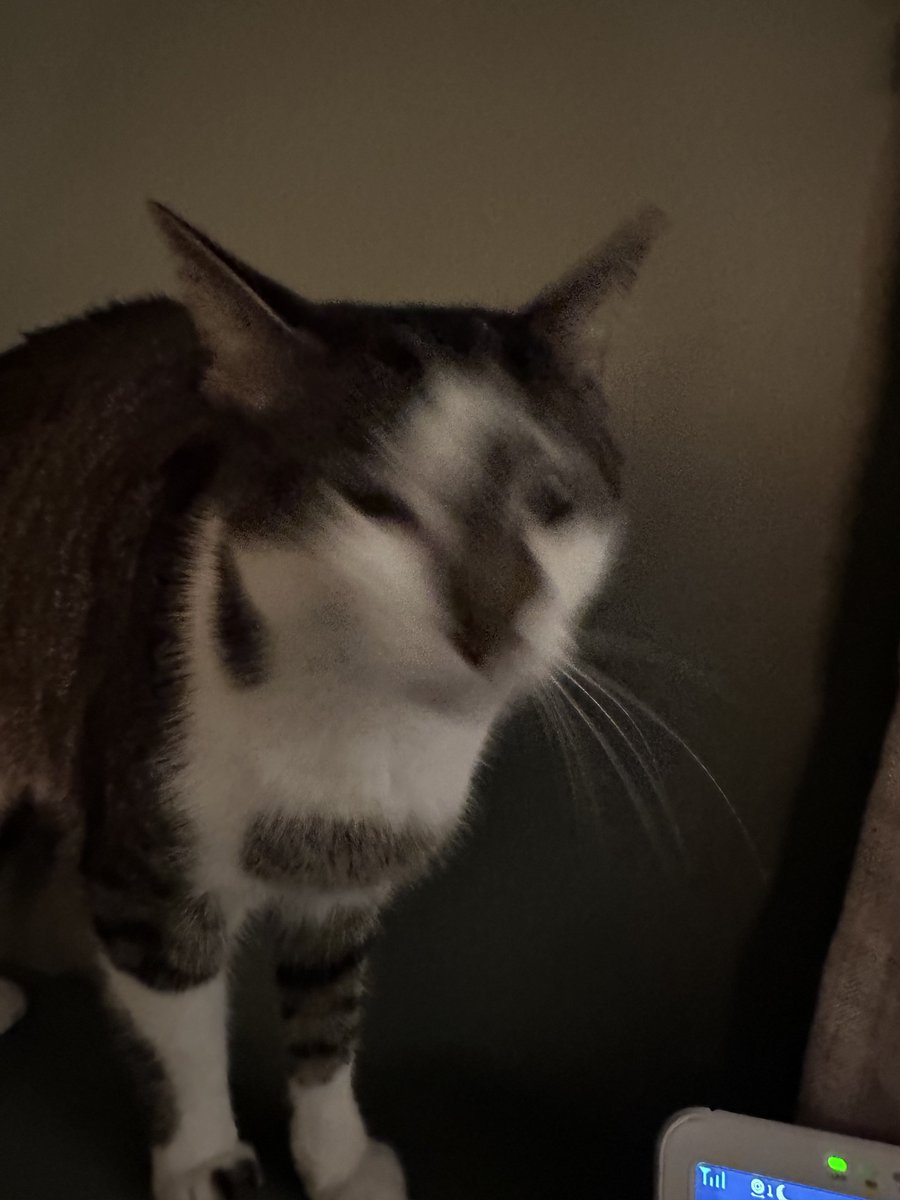 JuliaSpaghetti's tweet photo. pictures i took of my friends cat while i was drunk https://t.co/BgH9Nc1O68