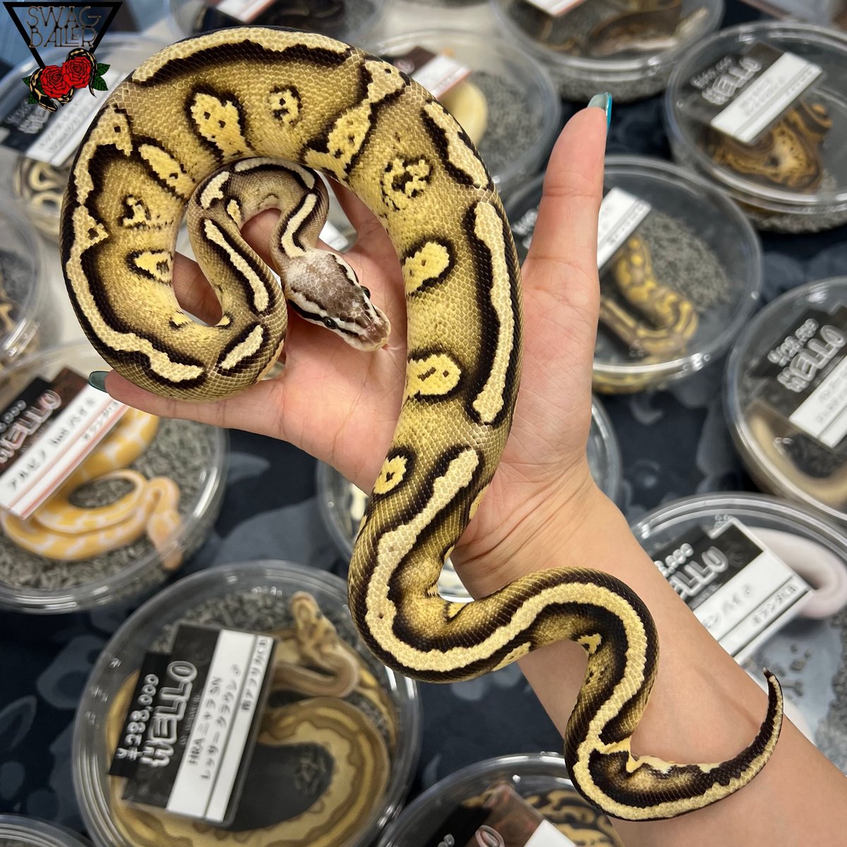 ボールパイソンケージ　K's Shop様 ボールパイソン専門店 球蛇屋 (@tamahebi_bp) / X