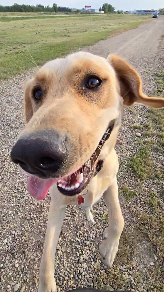 prostar187's tweet image. Happy #FabulousFrankieFriday 😃
Hope everyone has a fabulous weekend 😘 
Special bonus #FlyingBoop just to get things started out right 🤪