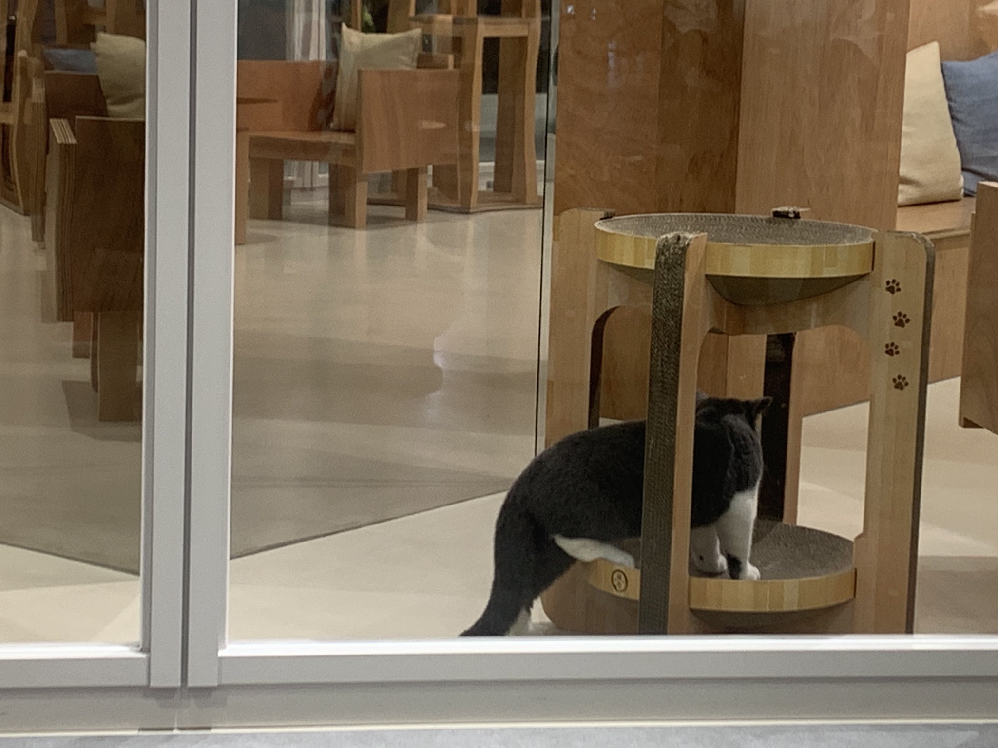 猫神アキラ on X: 