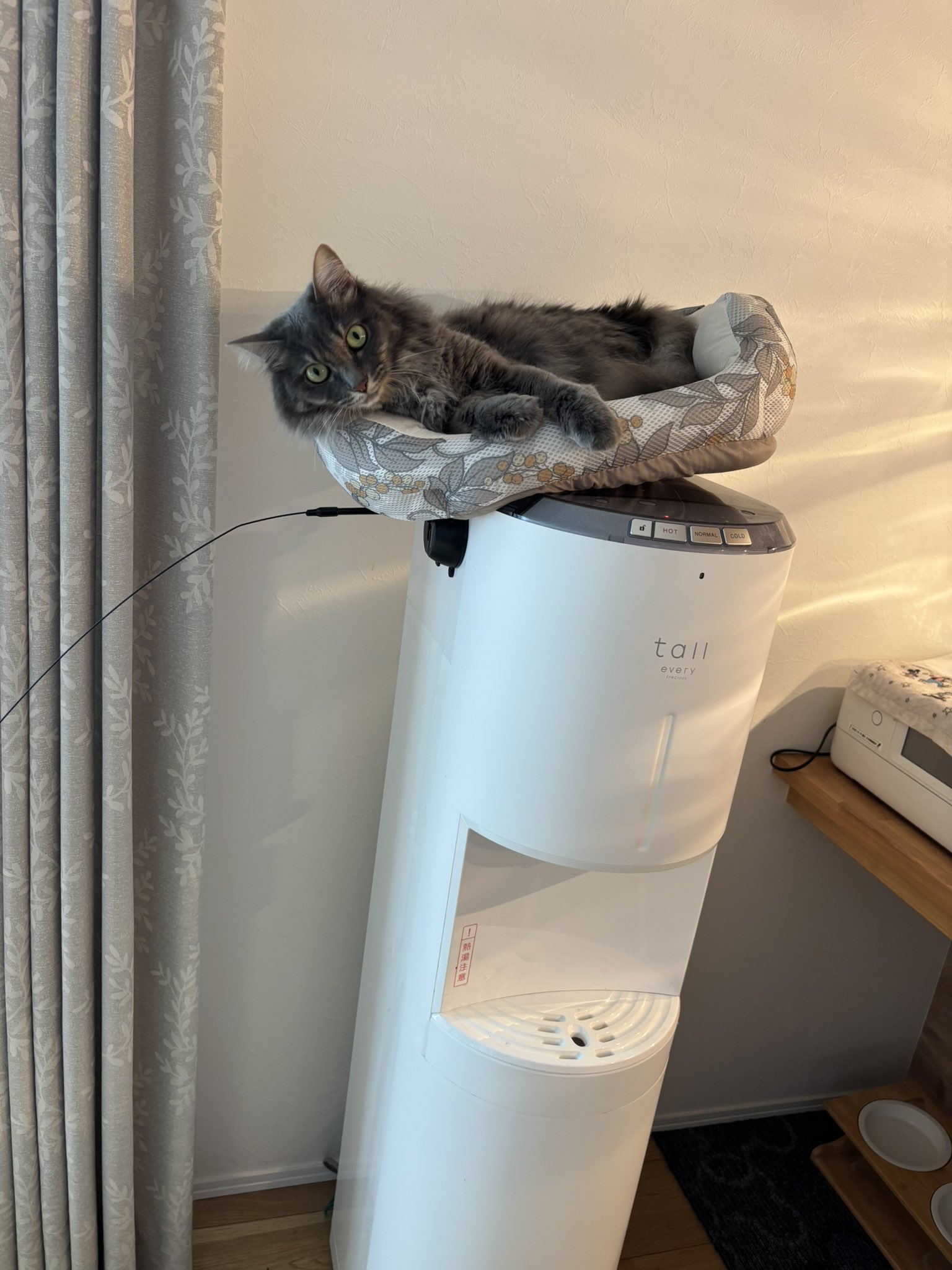 しろねこやまと (@mtanmanam) / X