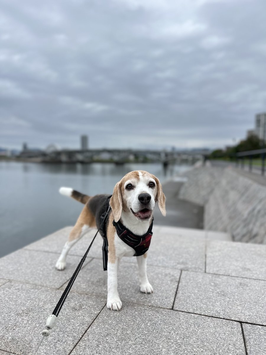Hello🐶•*¨*•.¸¸♬︎
#ビーグル
#ビーグル小太郎
#beagle