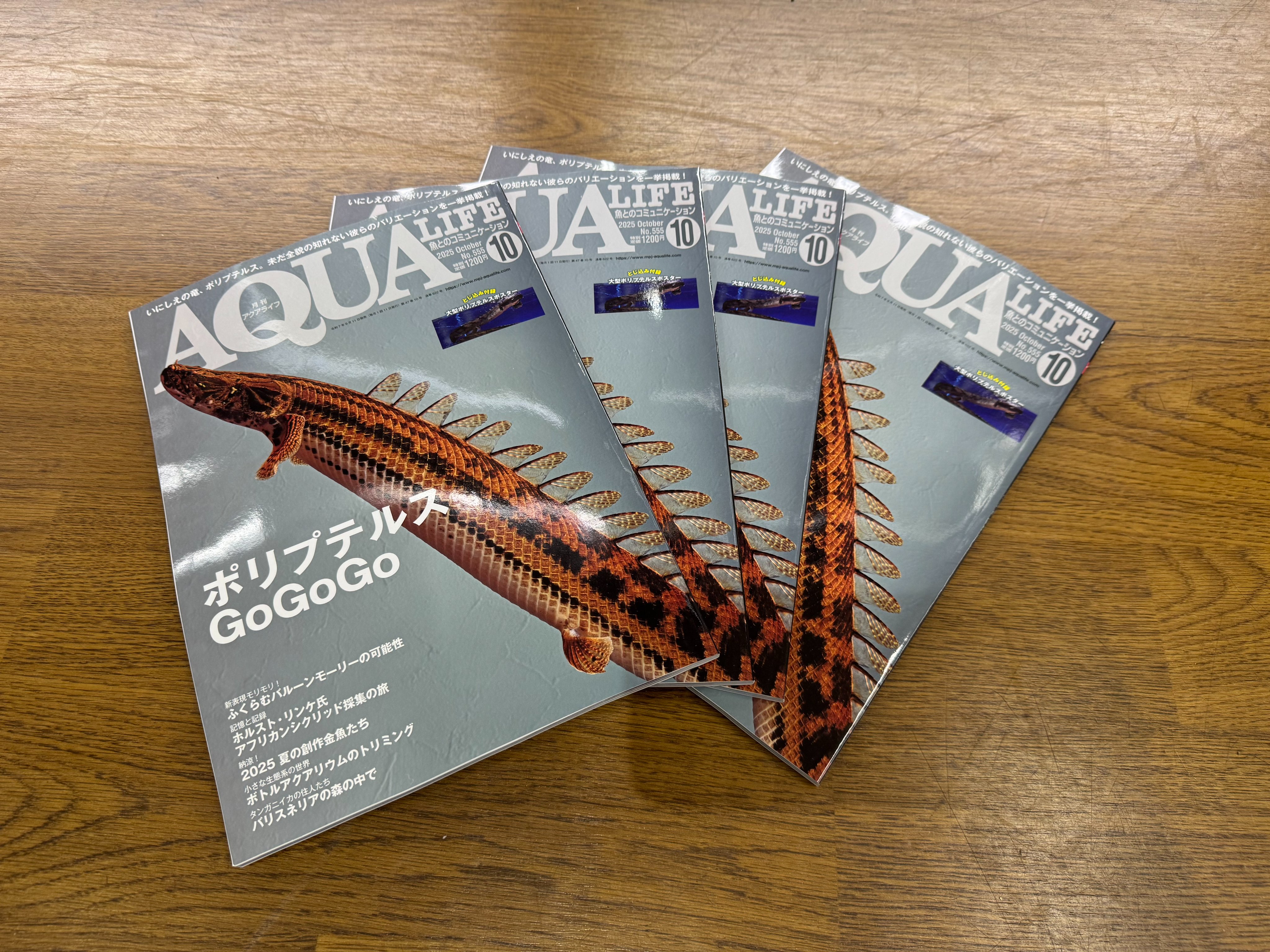 【ふぐ】ビバリウムガイド20冊セット 71h7mOSgNxL._UF350,350_QL50_.jpg
