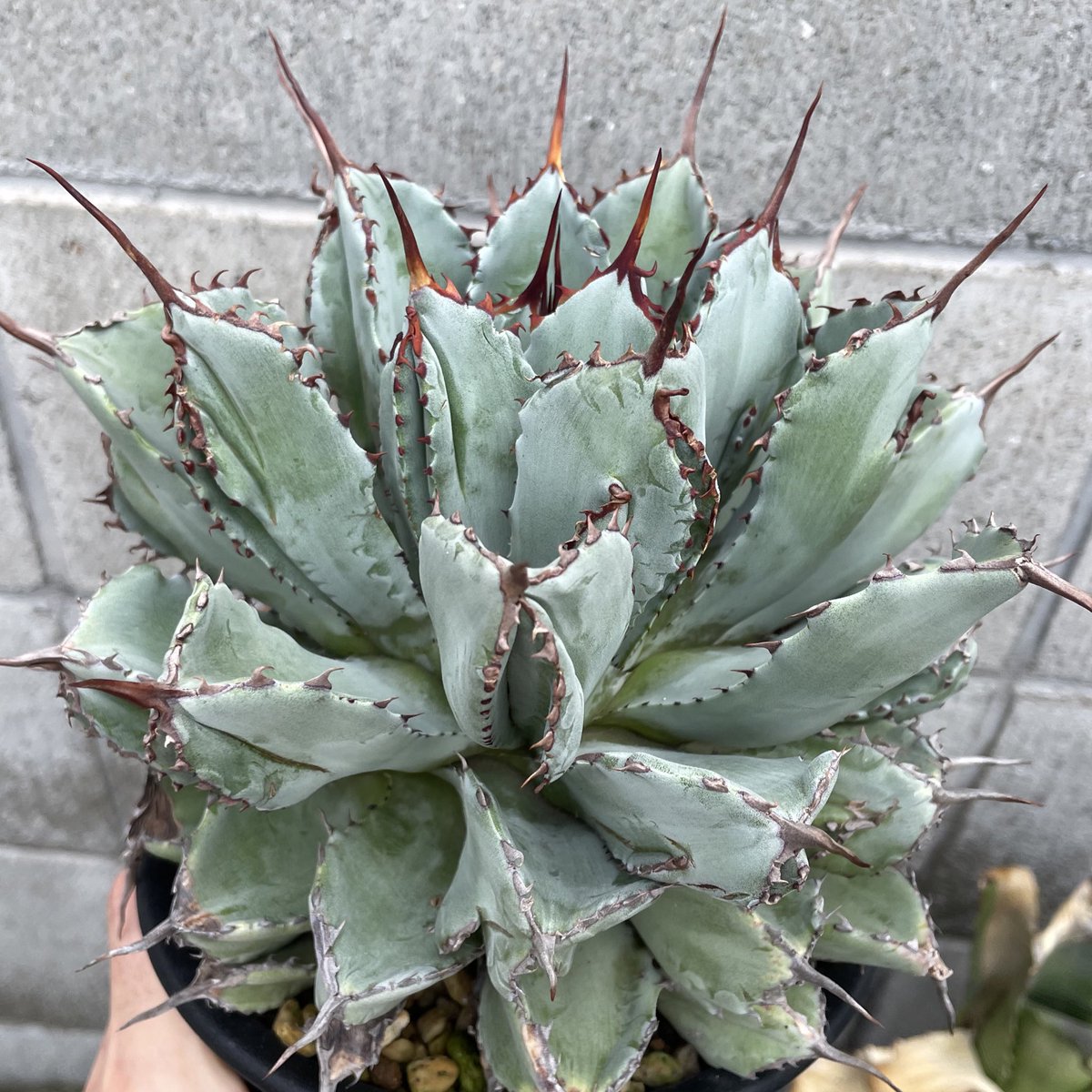 t09des's tweet photo. 毎年植え替えても余裕で鉢から溢れてくる！優秀！ https://t.co/odouP6aDrZ