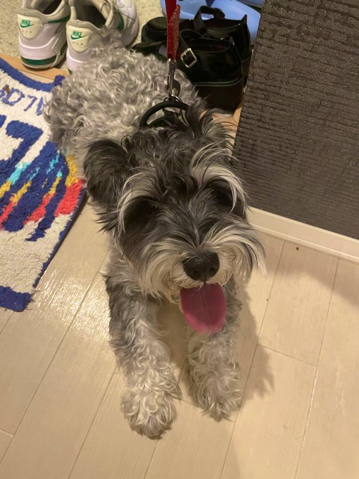 はしゃぎ回って満足そう🐕‍🦺 