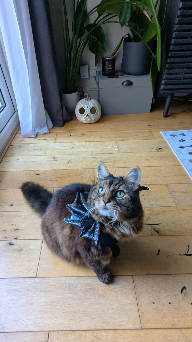 PippaHooker's tweet photo. I took 136 photos today and 135 of them are of my cat 😺 https://t.co/B92RUfXSoa