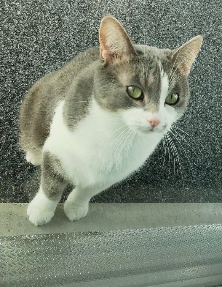 My rescue cat, Luna, insists I upload his royal portrait to my X profile, apparently the world deserves a daily dose of his majesty 😼