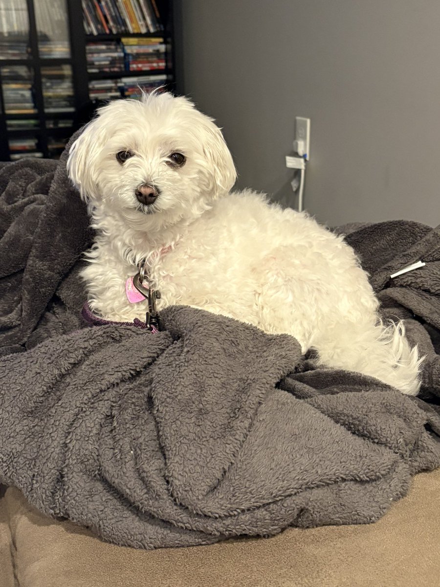 The Stormster is back….. going wild over horses.  

Check it out and subscribe…  there’s a lot more to come from this pup!  She’s just getting started!

youtube.com/shorts/lZVVUns…

#pupantics #PuppyLove #maltese #StormyStrikesAgain #toocute