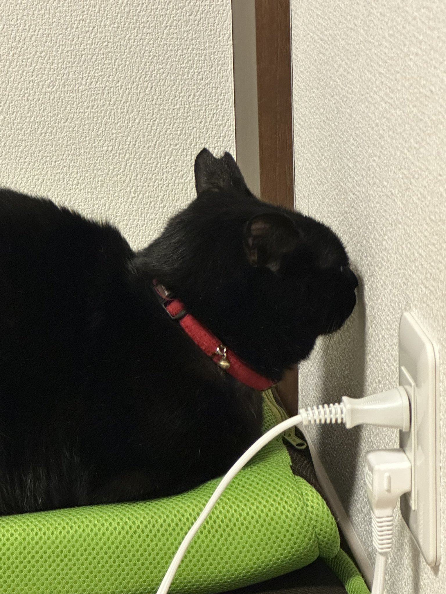 黒猫 on X: 