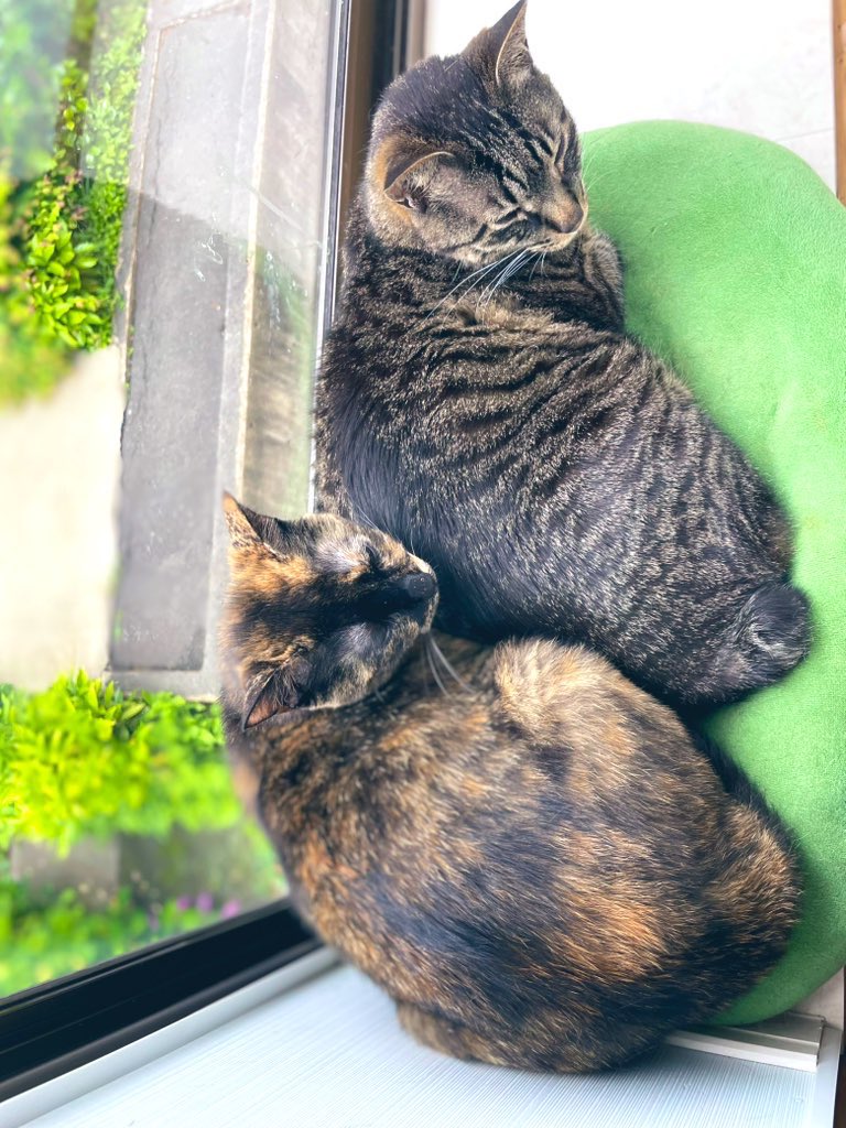 今週末が、今年夏の最後っぽい気温になりそうなので
ふたりとも今年最後のお風呂にしようかね。それから冬に向けて毛を貯めよう。