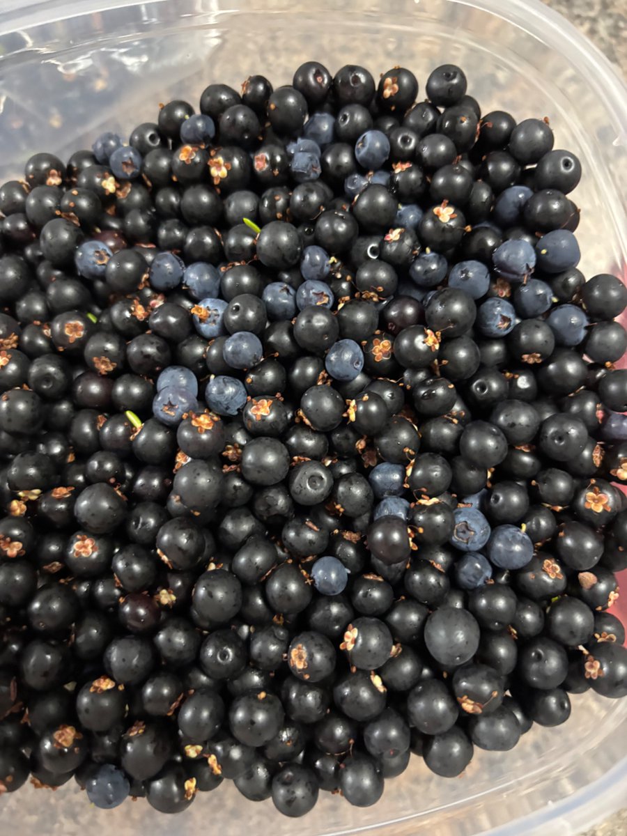 eelata's tweet image. #Clams and #Berries.