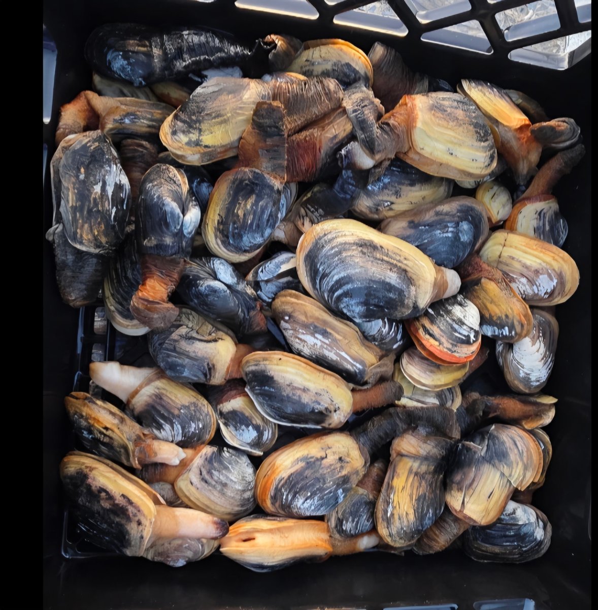 eelata's tweet image. #Clams and #Berries.