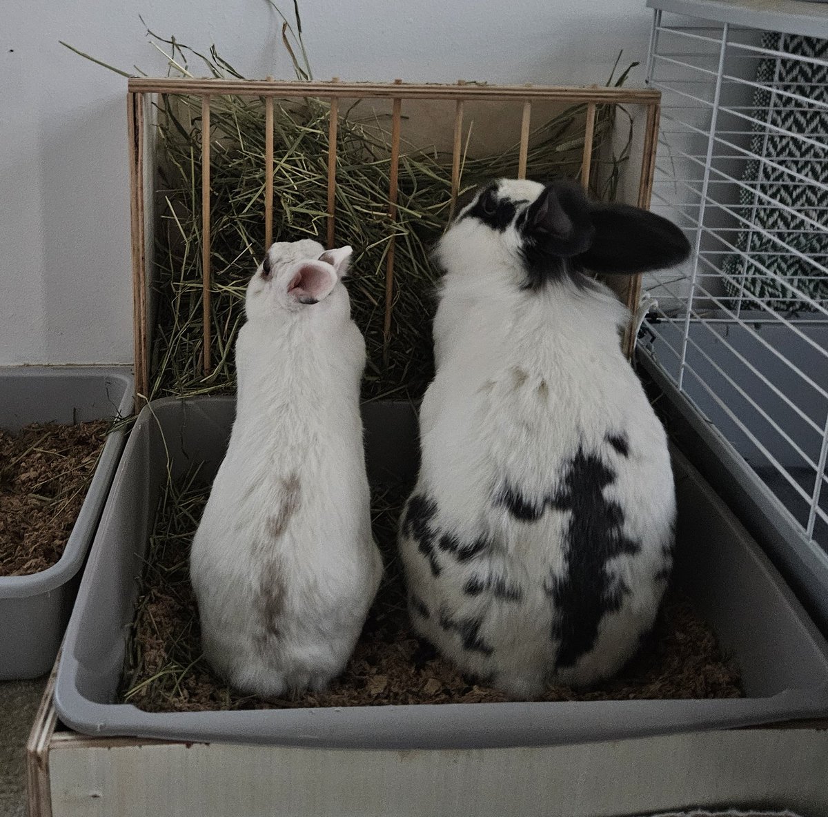 티몬과 품바 급 체급차이