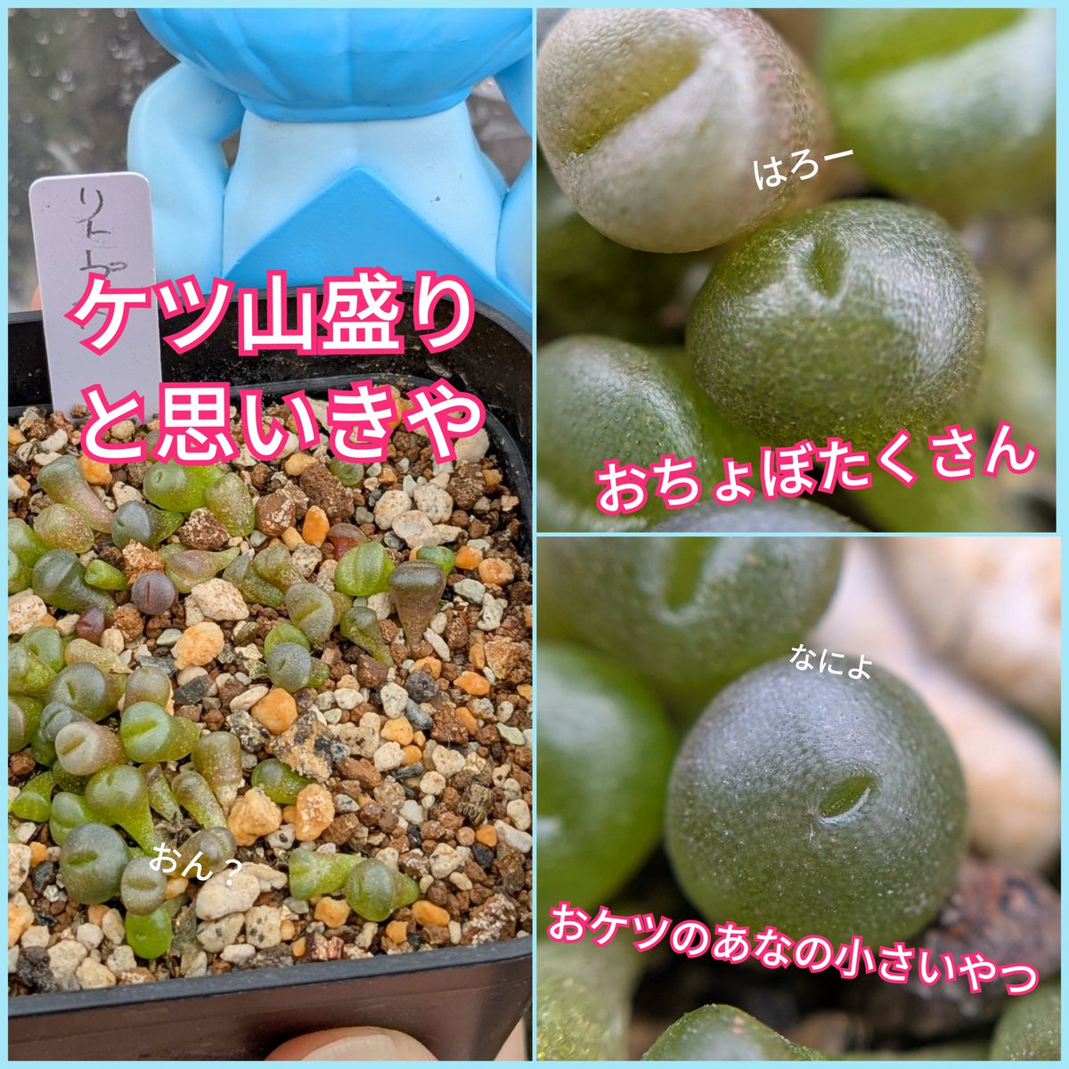 日頃の仕事ストレスから逃れるため植物を買いまくっております
園芸店行けないもんでもっぱらメルカリ　　
で
ポストに入らない荷物は家族にバレる
てことで最近は封書で来る種買ってこっそり蒔く日々す
家族にバレない種は最高なのです🤟
＃多肉植物
毎週届くのです🥸ﾜﾊﾊﾊ