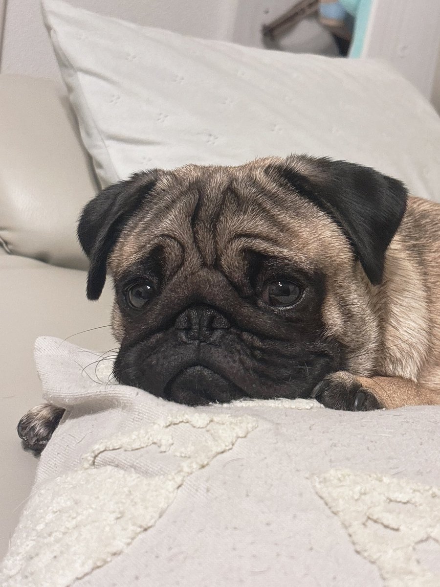 ぶんちゃんの甘えん坊が大爆発してて、爬虫類のお世話してるとブチギレされる...😢
幸い分離不安とかはないけど、仕事と睡眠時間以外はずっとべったり。そのうち落ち着くのかな