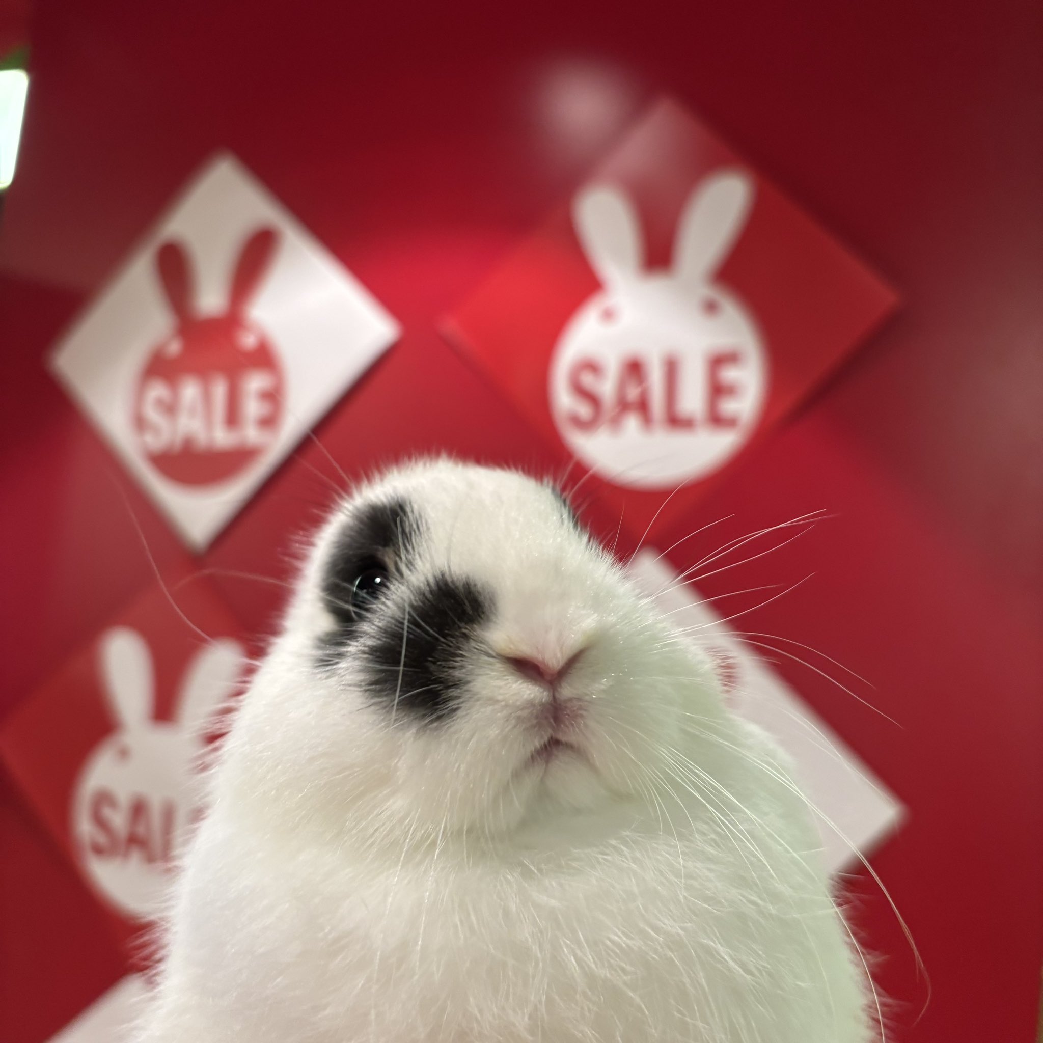 うさぎです。 うさぎのしっぽ通販は、『うさぎと暮らす 90号』を全国へお届け