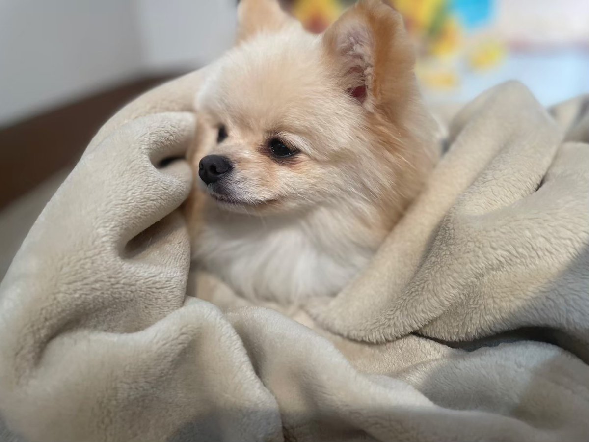 * vintage dogl ❀ きょとんとしたお顔が 可愛い ワンちゃん キョトン顔が可愛すぎる、、、柴犬ちゃん♡