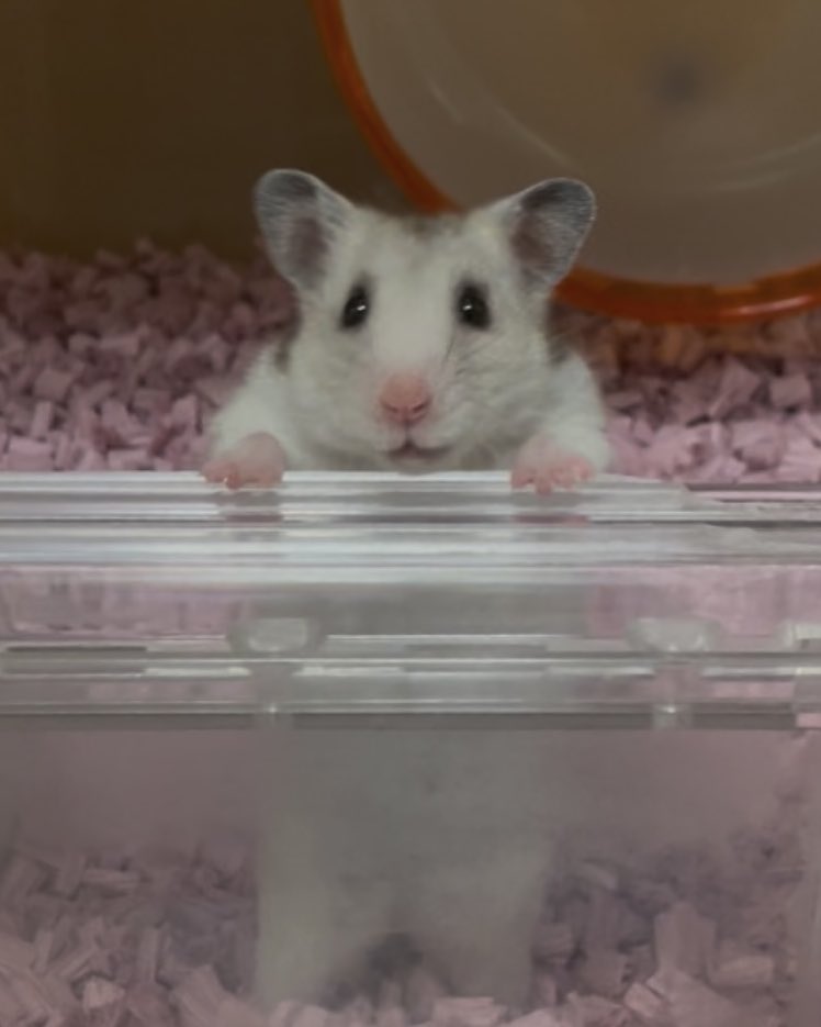 akiroow's tweet photo. ご無沙汰しています。

我が家の🐹達は2歳5か月〜8か月と、天寿を全うしていきました。

現在は、我が家の最長老となったぴえたろう、モコ、ルーキーのもーたろうの3匹です。

もーたろうは後ほど…

#ハムスター
#ゴールデン
#ぴえたろう1歳11か月
#モコ9か月 https://t.co/iI4rfa7rwV