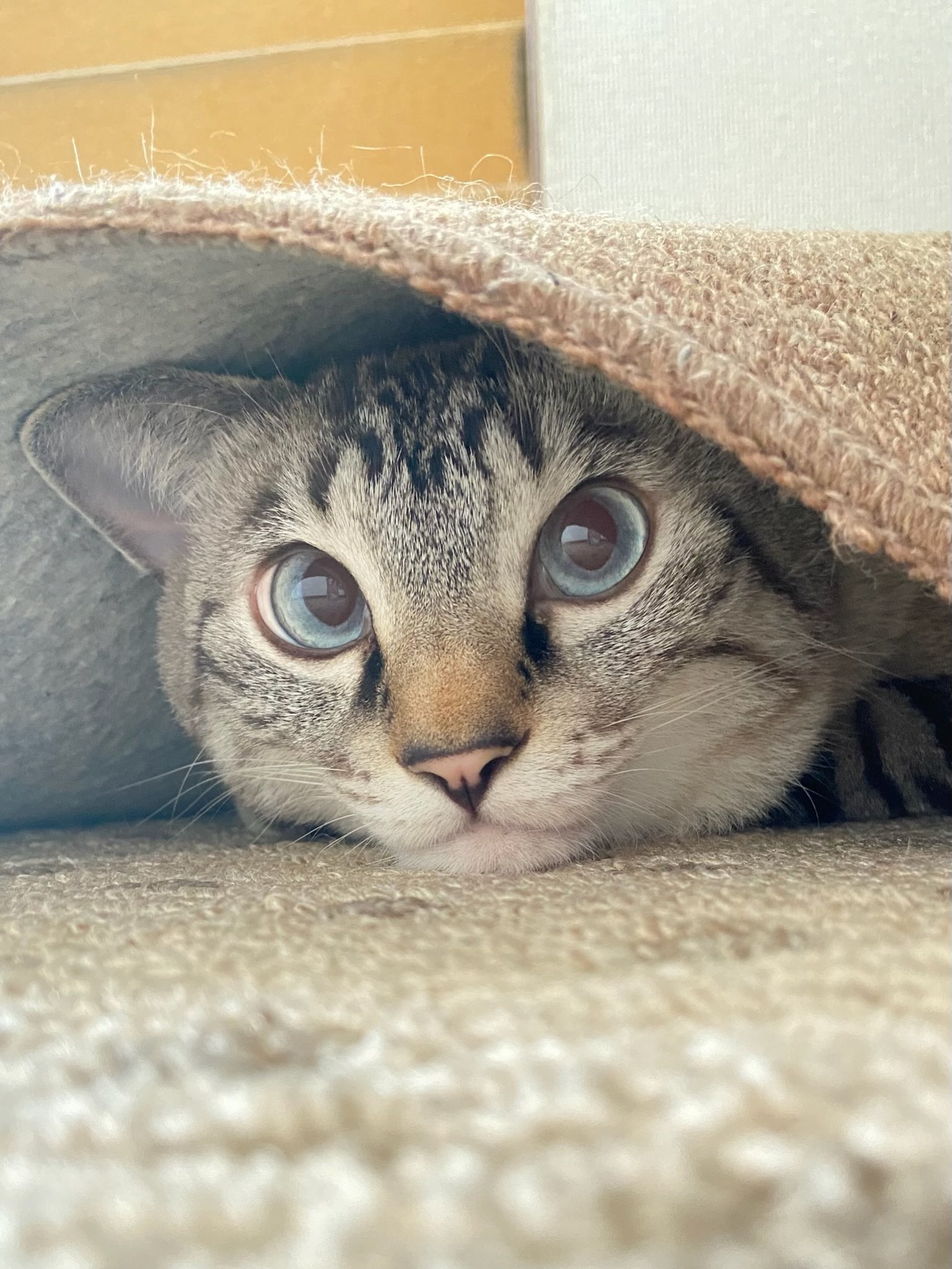 そら様 そら🐾 (@_sora0613_) / X