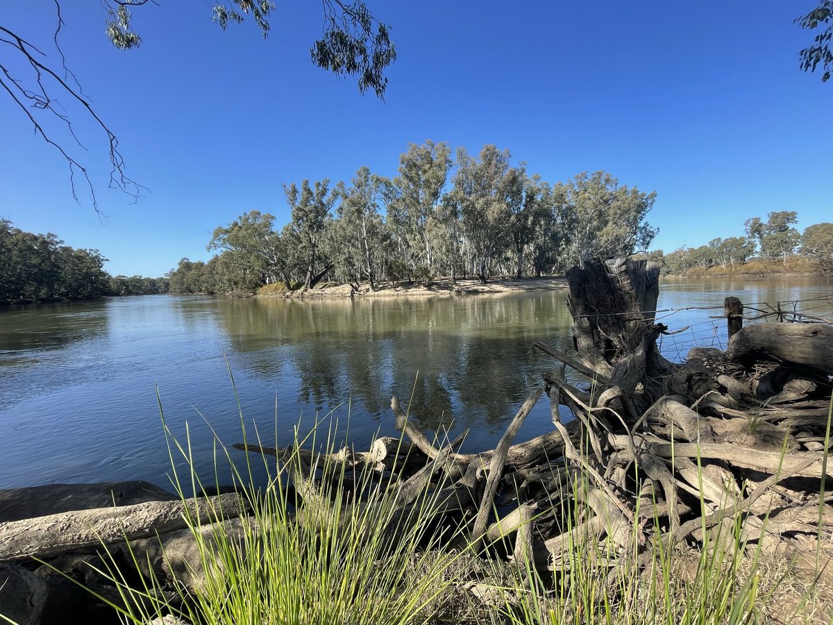 The Murray river on Yorta Yorta land. Just outside Corowa. The slow and peaceful rhythm of the river.