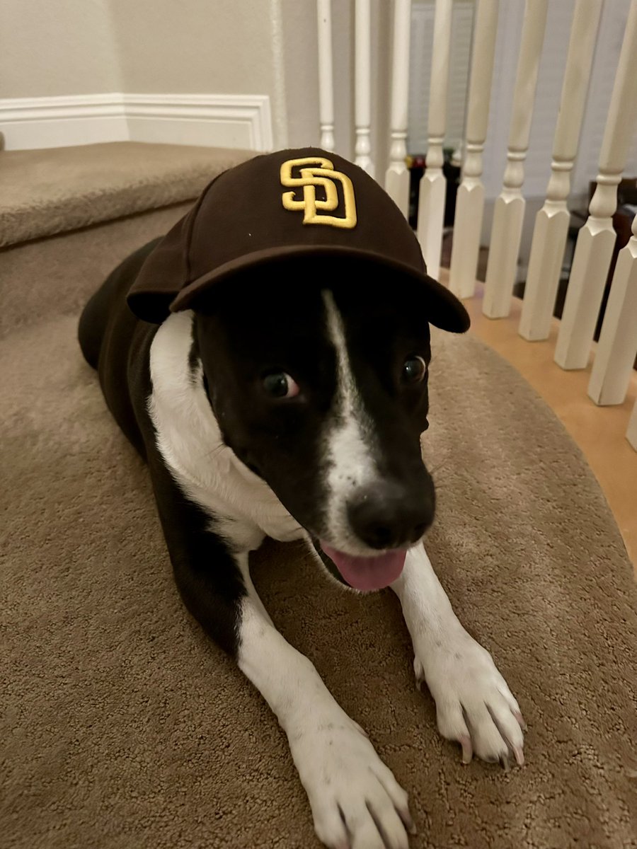 gettingchippy's tweet image. Selena is a @Padres fan 🤎💛 #ForTheFaithful #padrespets