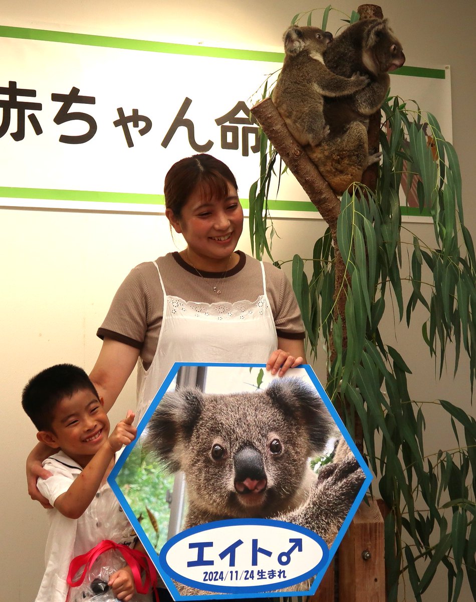 コアラ　他の方はご遠慮願います Koala Talk - Japanese Translation - Currumbin Wildlife Sanctuary