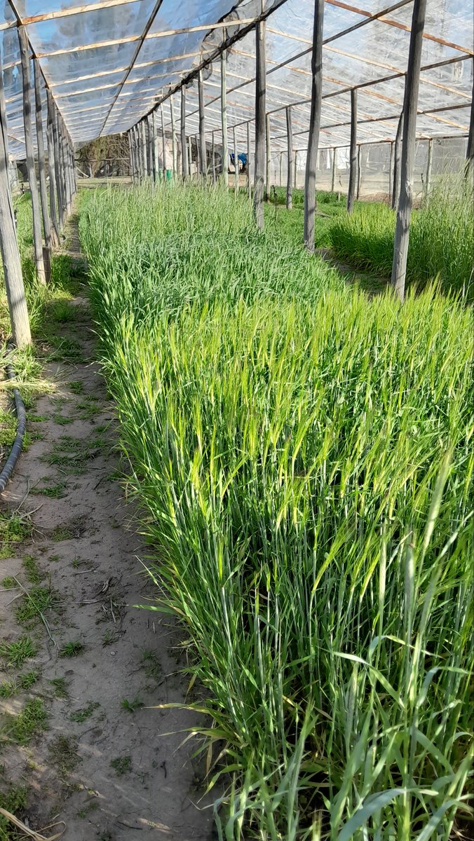 Cereales y Oleaginosas _UNSL tweet media