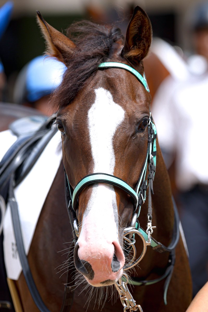 馬の瞳を見つめて Sunday Thoroughbred Club サンデーサラブレッドクラブ