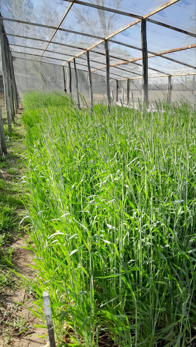 Ensayo de cereales de invierno (avena, cebada, centeno y triticale), comenzando la etapa reproductiva.

<a href="/FICAUNSL/">Facultad de Ingeniería y Ciencias Agropecuarias</a> 
<a href="/juampiodetti/">Juan Pablo</a> 
<a href="/mgbongio/">Marcelo Bongiovanni</a>