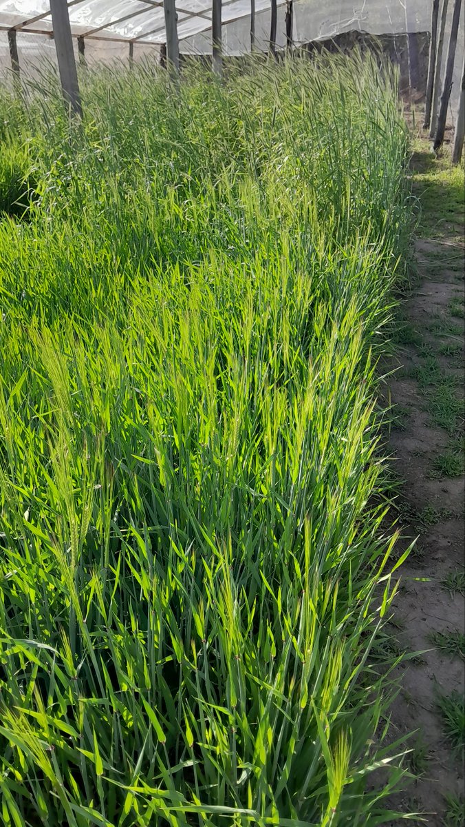 Cereales y Oleaginosas _UNSL tweet media